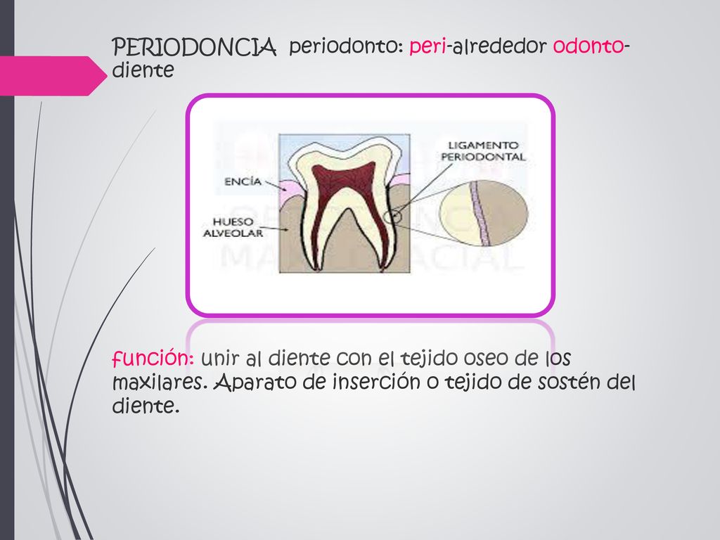 PERIODONCIA periodonto: peri-alrededor odonto- diente función: unir al diente con el tejido oseo de los maxilares.