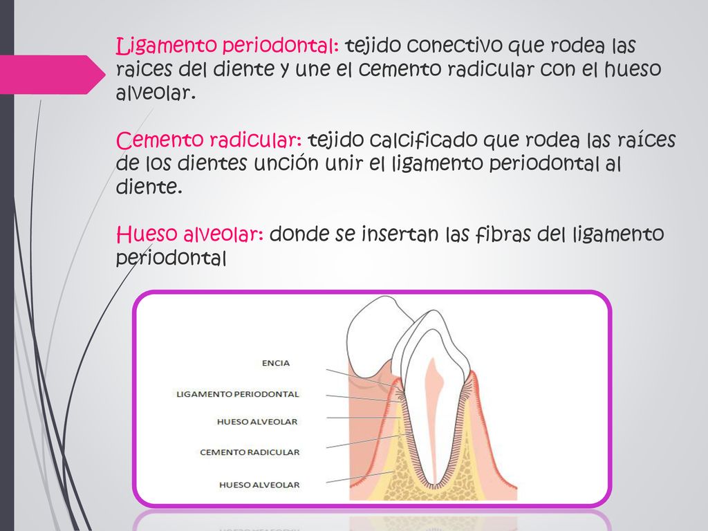 Ligamento periodontal: tejido conectivo que rodea las raices del diente y une el cemento radicular con el hueso alveolar.