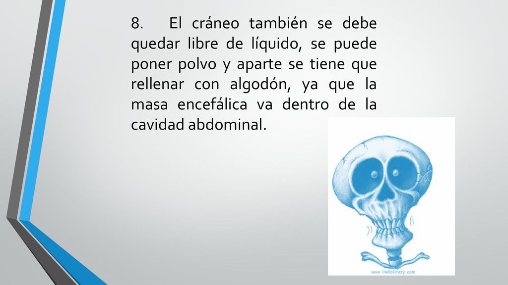 8. El cráneo también se debe quedar libre de líquido, se puede poner polvo y aparte se tiene que rellenar con algodón, ya que la masa encefálica va dentro de la cavidad abdominal.