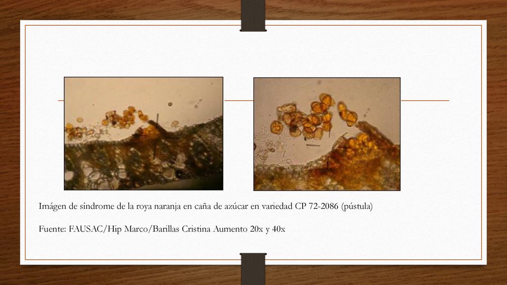 Imágen de síndrome de la roya naranja en caña de azúcar en variedad CP (pústula)
