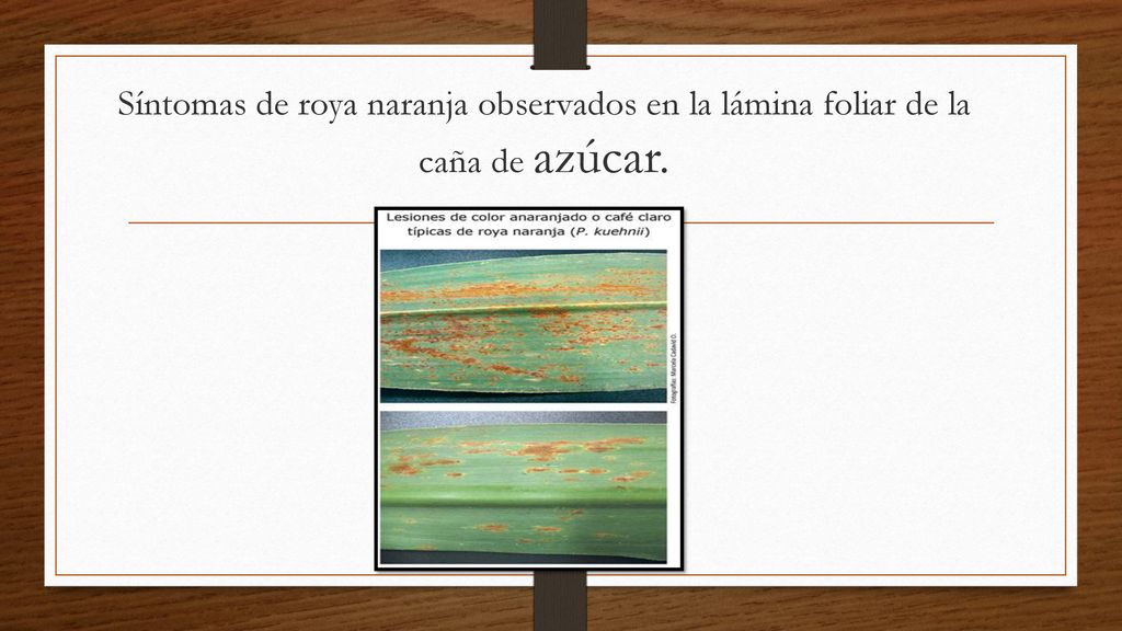 Síntomas de roya naranja observados en la lámina foliar de la caña de azúcar.