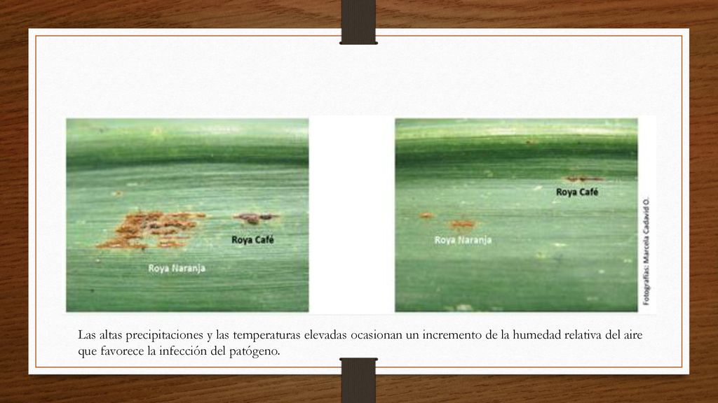 Las altas precipitaciones y las temperaturas elevadas ocasionan un incremento de la humedad relativa del aire que favorece la infección del patógeno.