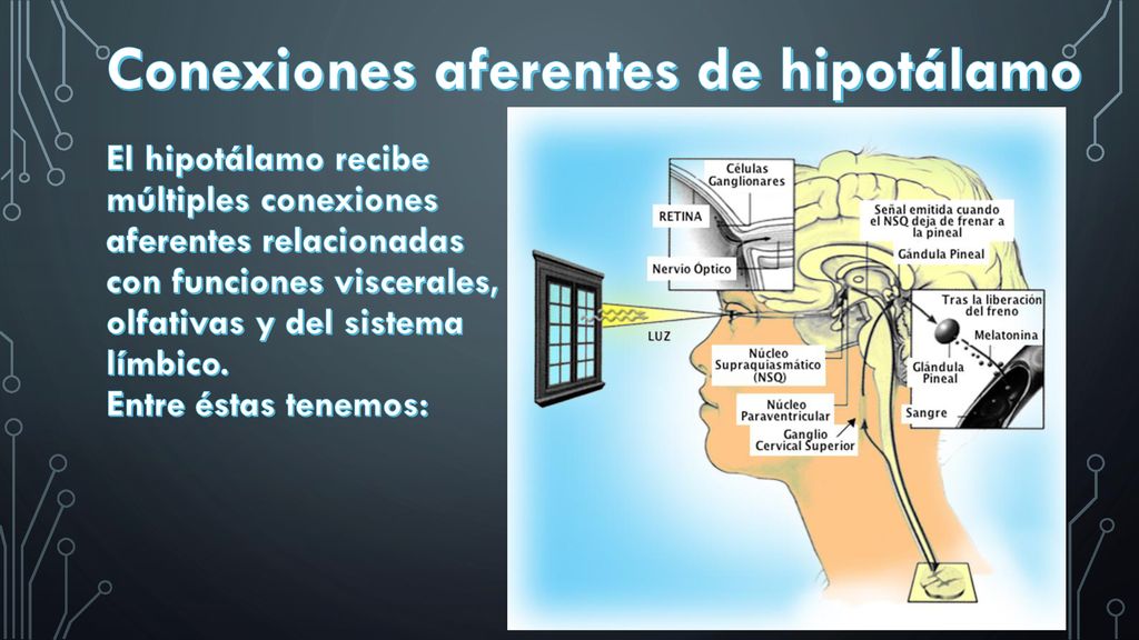 Conexiones aferentes de hipotálamo El hipotálamo recibe múltiples conexiones aferentes relacionadas con funciones viscerales, olfativas y del sistema límbico.