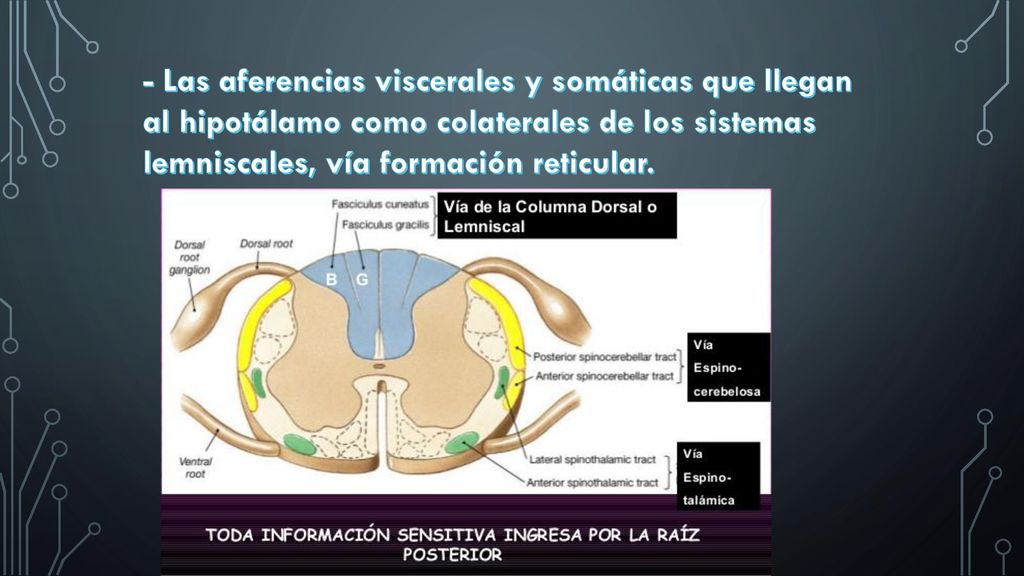 - Las aferencias viscerales y somáticas que llegan al hipotálamo como colaterales de los sistemas lemniscales, vía formación reticular.