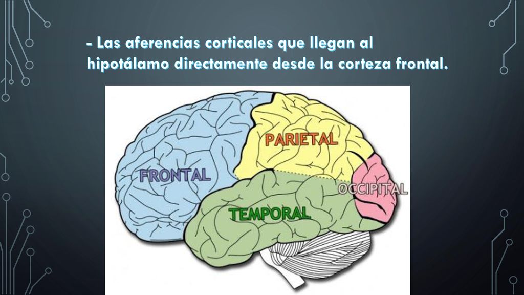 - Las aferencias corticales que llegan al hipotálamo directamente desde la corteza frontal.