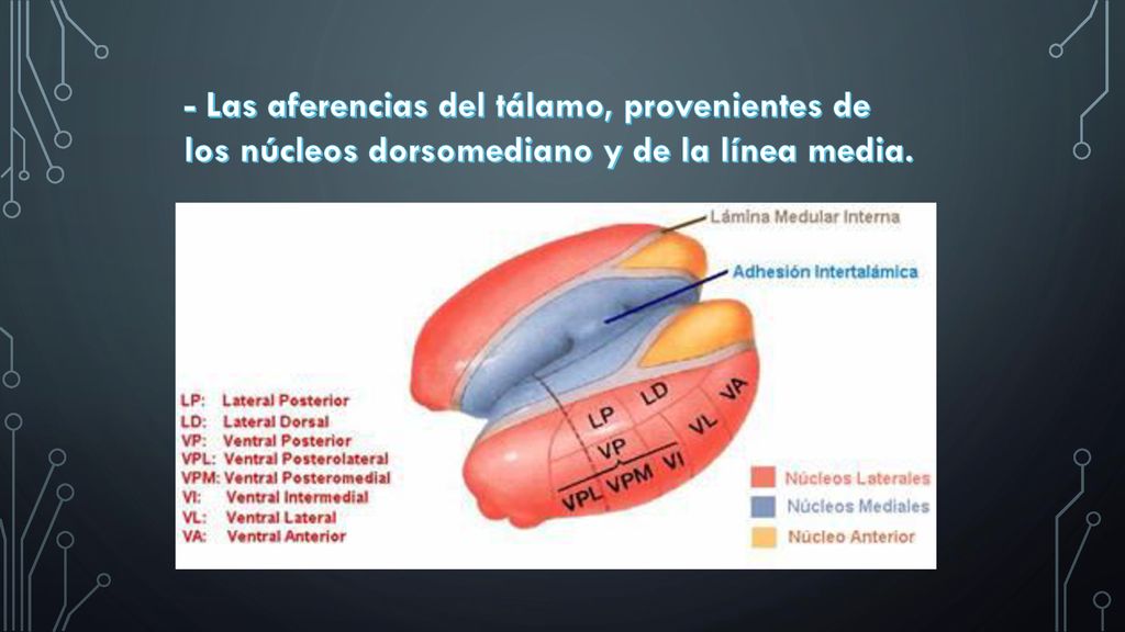 - Las aferencias del tálamo, provenientes de los núcleos dorsomediano y de la línea media.