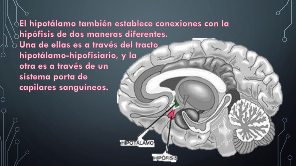 El hipotálamo también establece conexiones con la hipófisis de dos maneras diferentes.