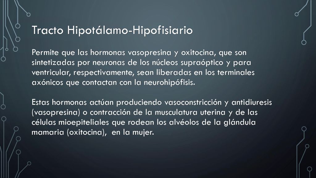 Tracto Hipotálamo-Hipofisiario Permite que las hormonas vasopresina y oxitocina, que son sintetizadas por neuronas de los núcleos supraóptico y para ventricular, respectivamente, sean liberadas en los terminales axónicos que contactan con la neurohipófisis.