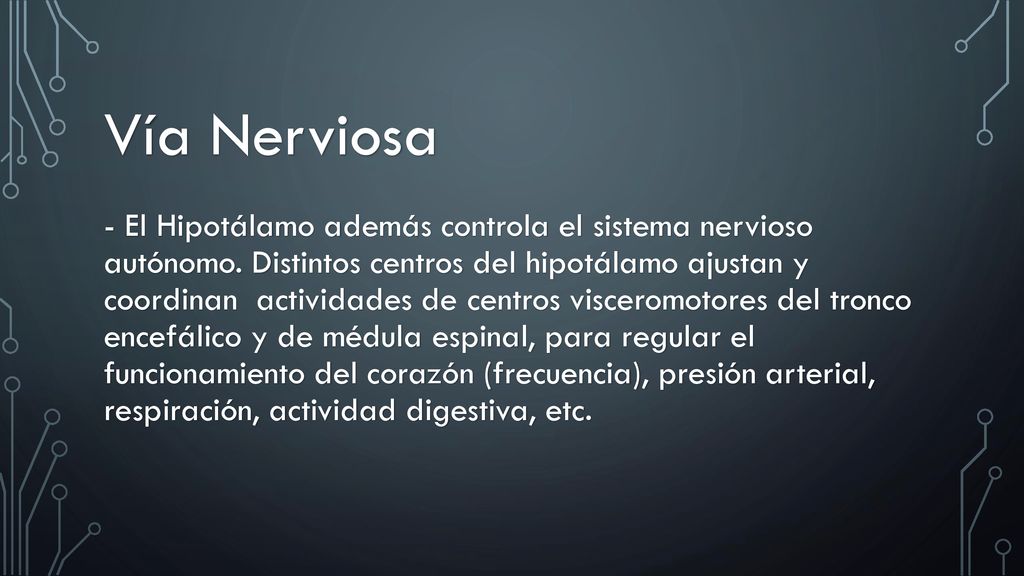 Vía Nerviosa - El Hipotálamo además controla el sistema nervioso autónomo.