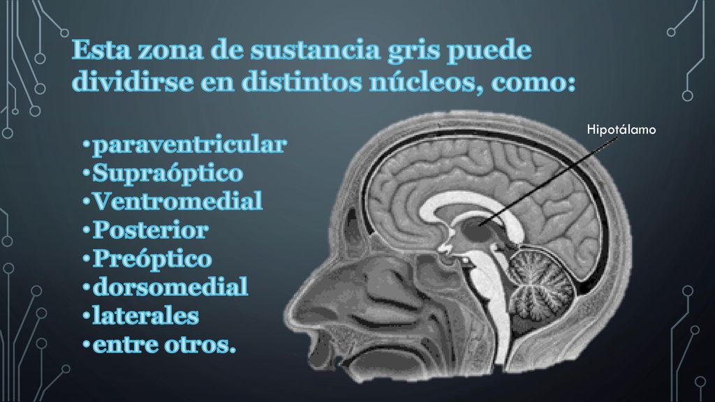 Esta zona de sustancia gris puede dividirse en distintos núcleos, como:
