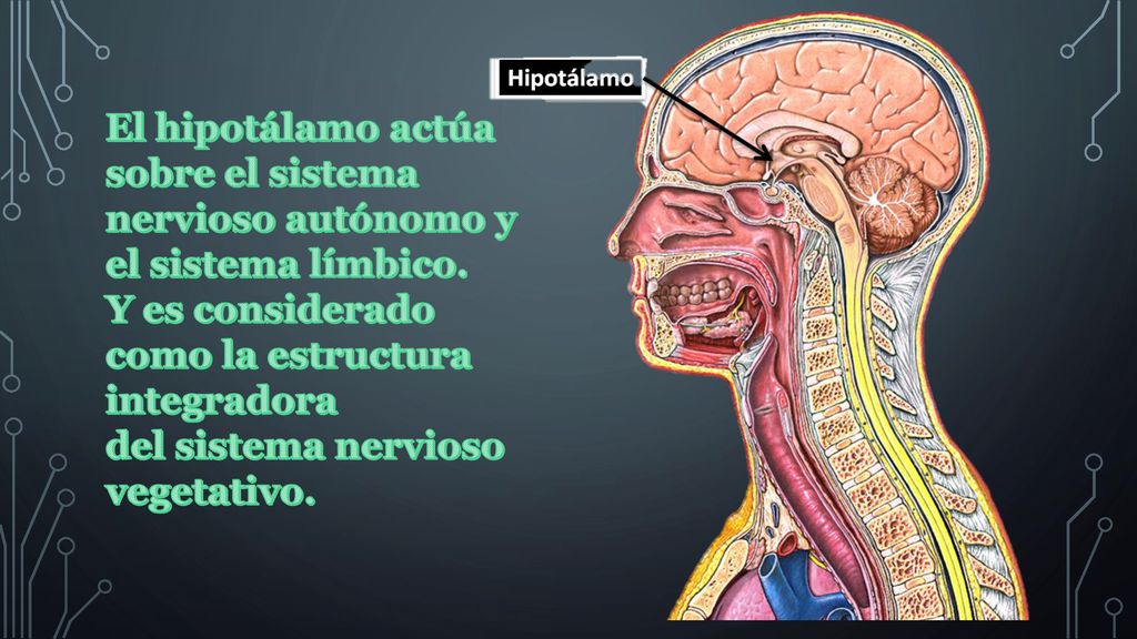 El hipotálamo actúa sobre el sistema nervioso autónomo y el sistema límbico.
