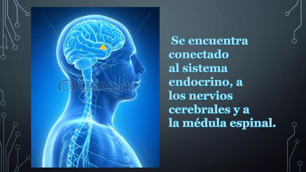 Se encuentra conectado al sistema endocrino, a los nervios cerebrales y a la médula espinal.