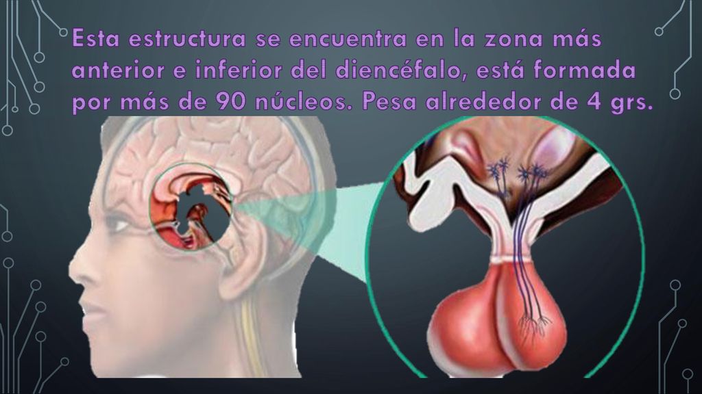 Esta estructura se encuentra en la zona más anterior e inferior del diencéfalo, está formada por más de 90 núcleos.