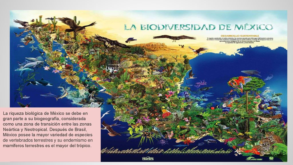 La riqueza biológica de México se debe en gran parte a su biogeografía, considerada como una zona de transición entre las zonas Neártica y Neotropical.