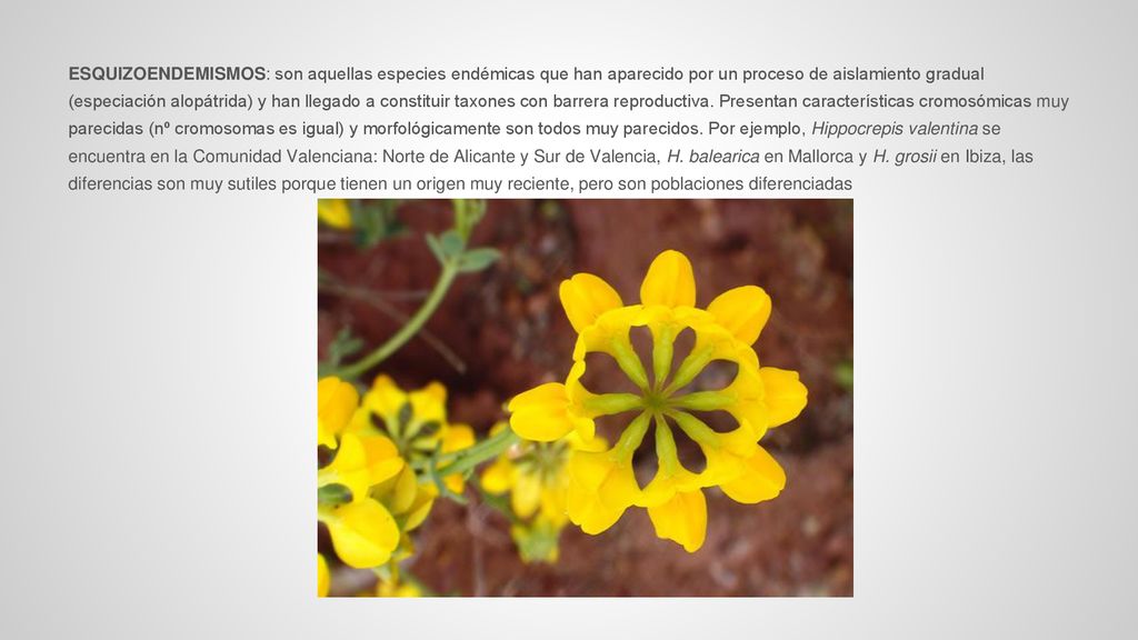 ESQUIZOENDEMISMOS: son aquellas especies endémicas que han aparecido por un proceso de aislamiento gradual (especiación alopátrida) y han llegado a constituir taxones con barrera reproductiva.