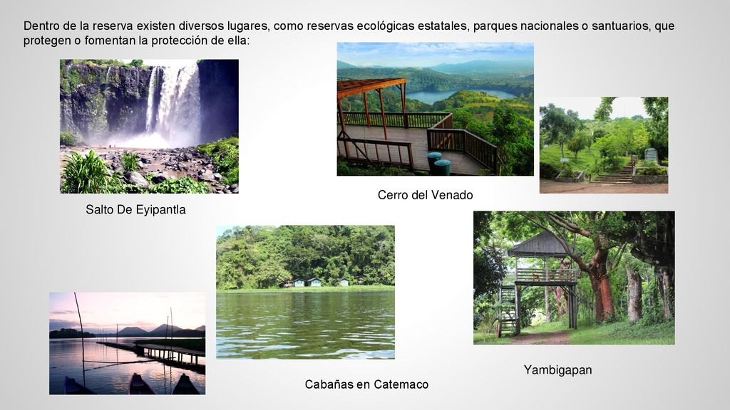 Dentro de la reserva existen diversos lugares, como reservas ecológicas estatales, parques nacionales o santuarios, que protegen o fomentan la protección de ella: