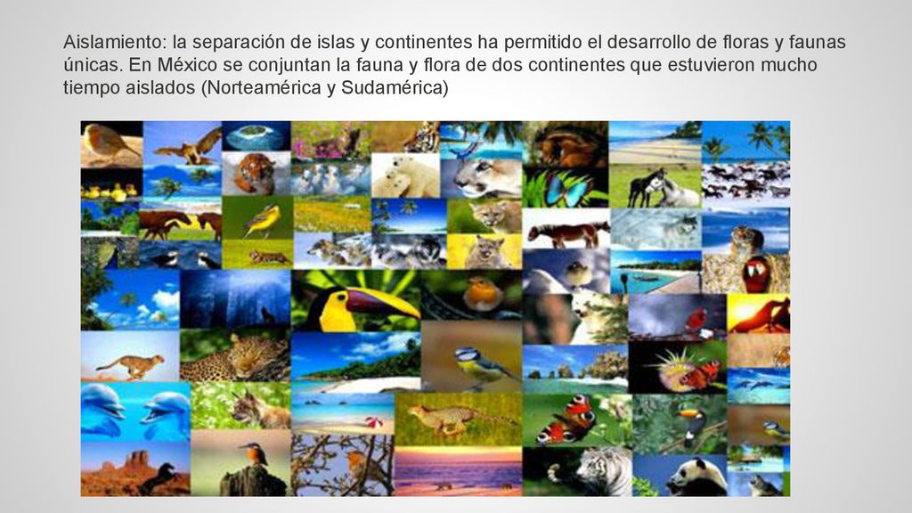 Aislamiento: la separación de islas y continentes ha permitido el desarrollo de floras y faunas únicas.