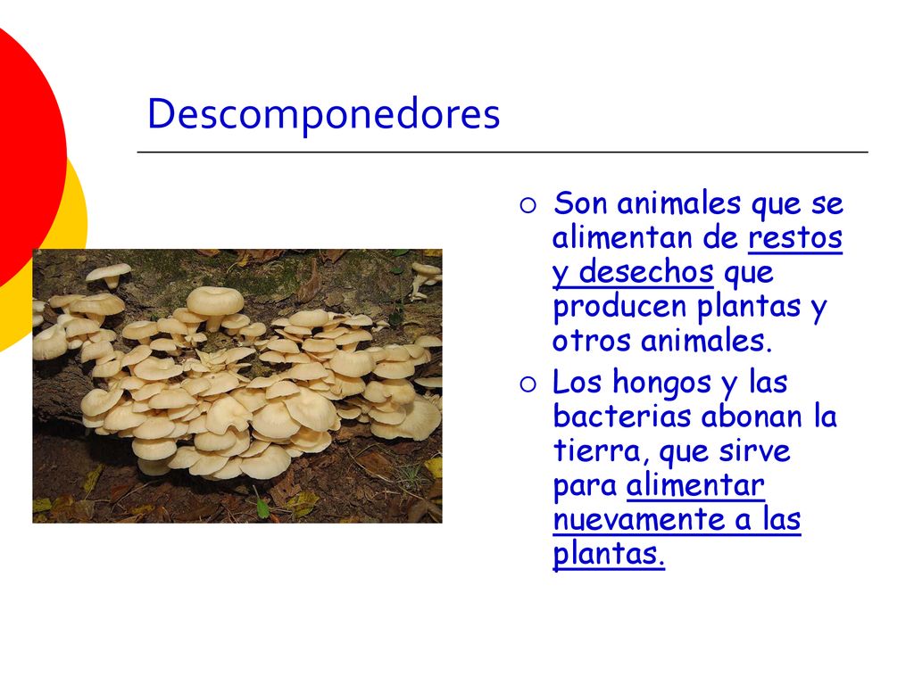 Descomponedores Son animales que se alimentan de restos y desechos que producen plantas y otros animales.