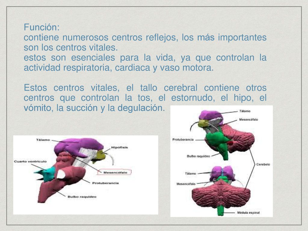 Función: contiene numerosos centros reflejos, los más importantes son los centros vitales.