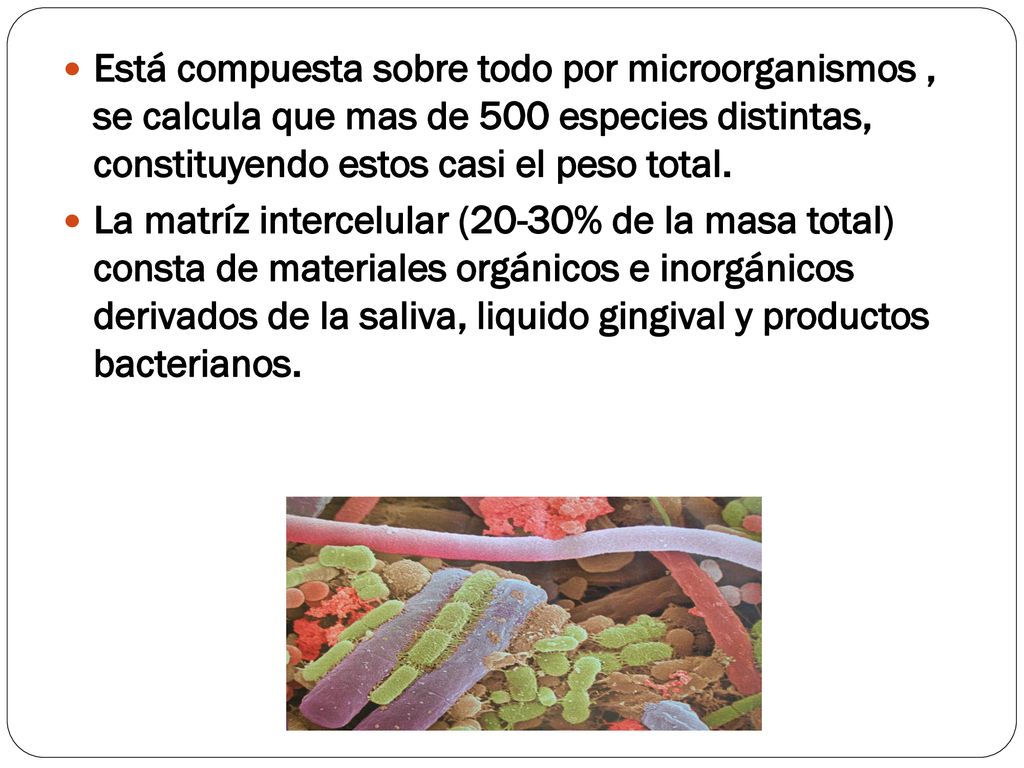 Está compuesta sobre todo por microorganismos , se calcula que mas de 500 especies distintas, constituyendo estos casi el peso total.