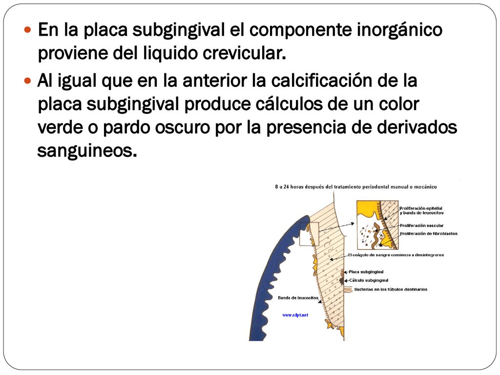 En la placa subgingival el componente inorgánico proviene del liquido crevicular.