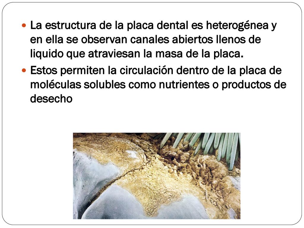 La estructura de la placa dental es heterogénea y en ella se observan canales abiertos llenos de liquido que atraviesan la masa de la placa.