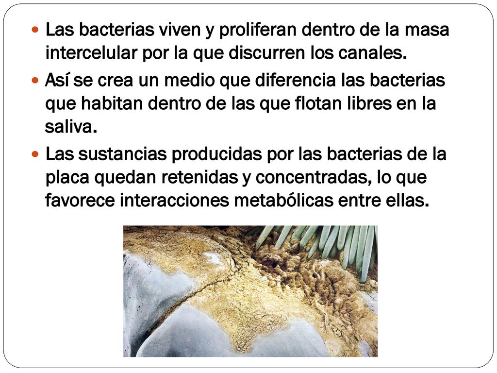Las bacterias viven y proliferan dentro de la masa intercelular por la que discurren los canales.
