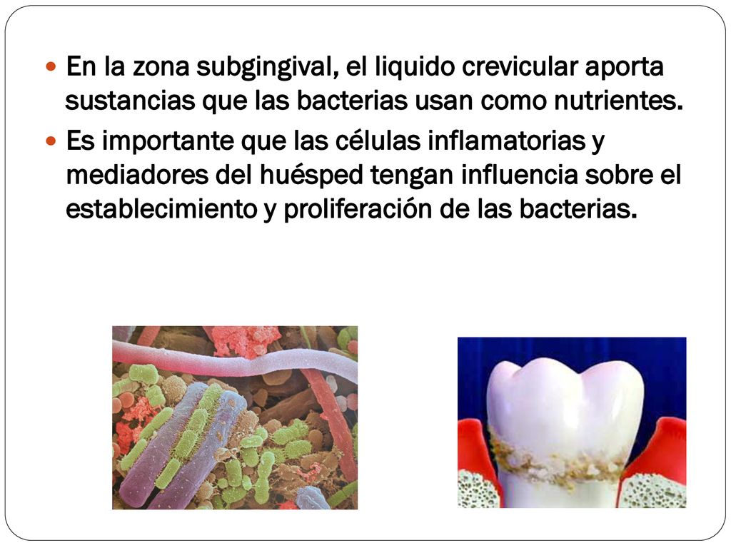 En la zona subgingival, el liquido crevicular aporta sustancias que las bacterias usan como nutrientes.