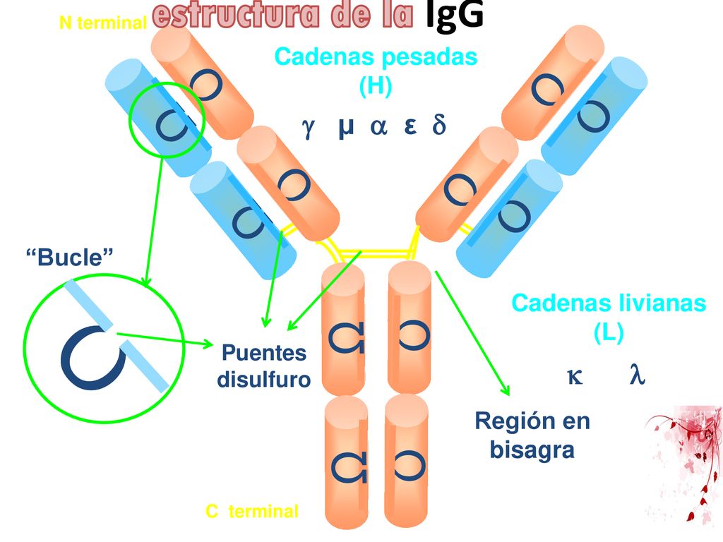Ω Ω Ω Ω Ω Ω estructura de la IgG g μ a ε d k l Cadenas pesadas (H)