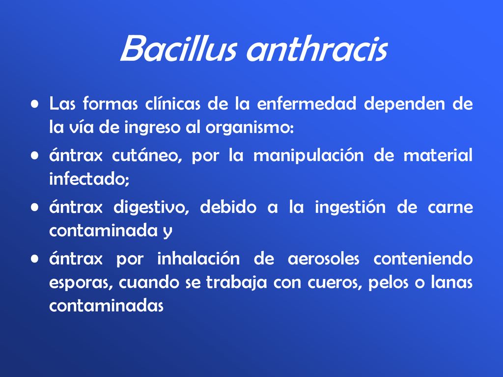 Bacillus anthracis Las formas clínicas de la enfermedad dependen de la vía de ingreso al organismo: