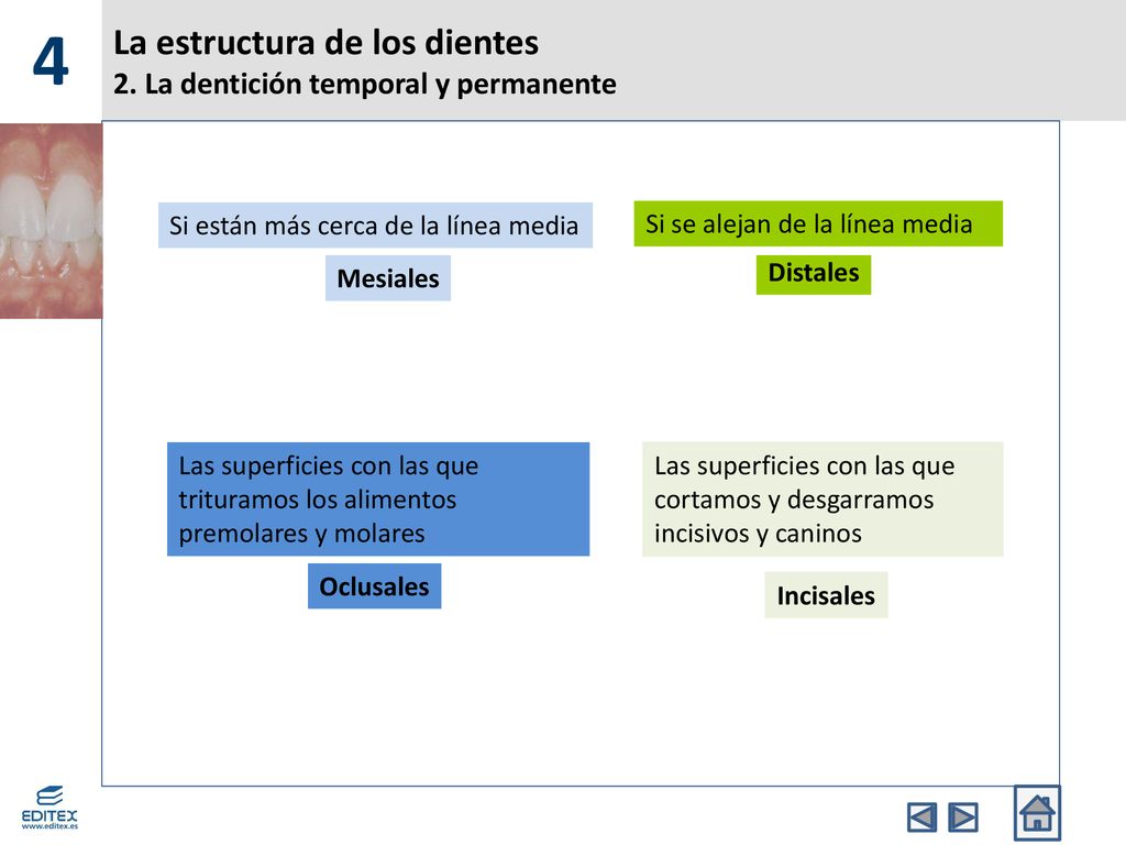 La estructura de los dientes 2. La dentición temporal y permanente