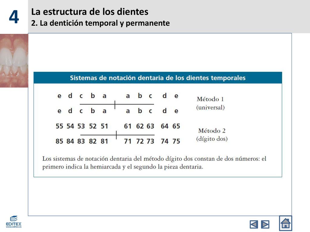 La estructura de los dientes 2. La dentición temporal y permanente