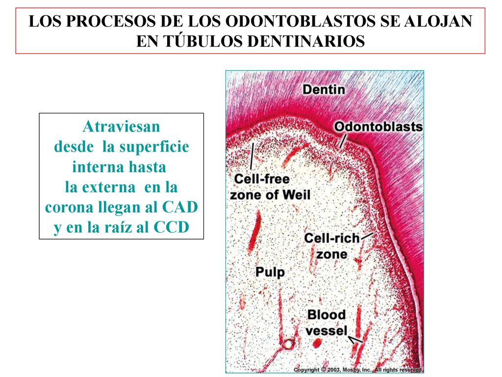 LOS PROCESOS DE LOS ODONTOBLASTOS SE ALOJAN EN TÚBULOS DENTINARIOS