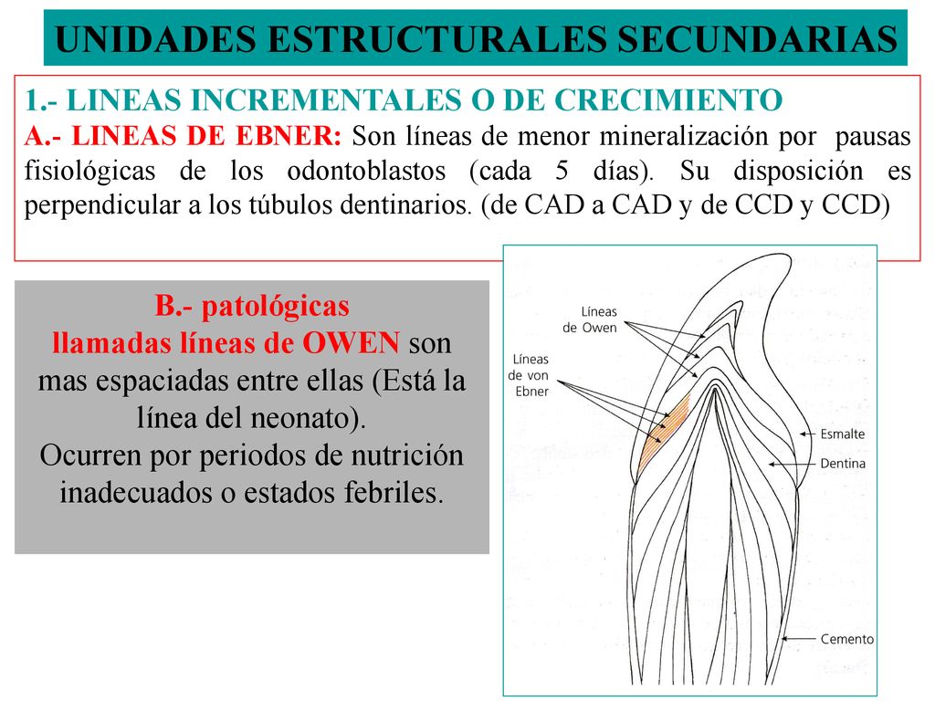 Ocurren por periodos de nutrición inadecuados o estados febriles.