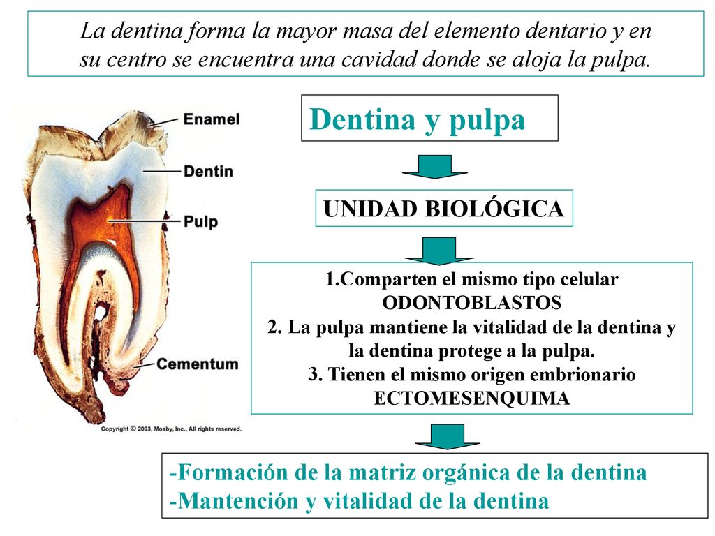 La dentina forma la mayor masa del elemento dentario y en