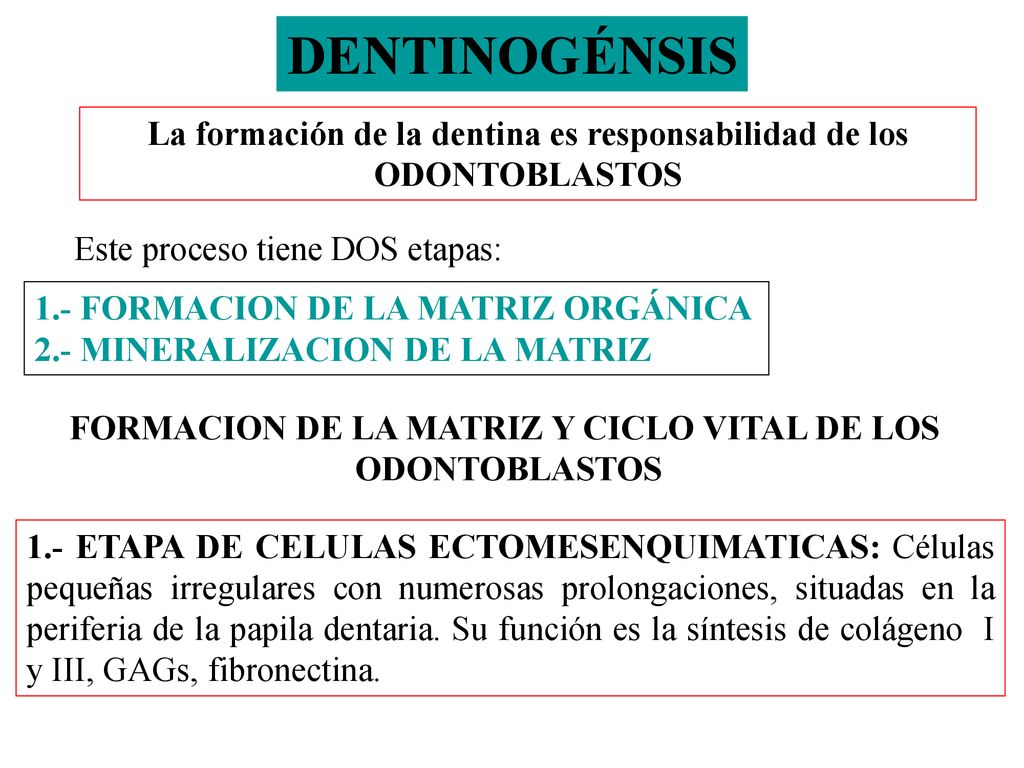 DENTINOGÉNSIS La formación de la dentina es responsabilidad de los