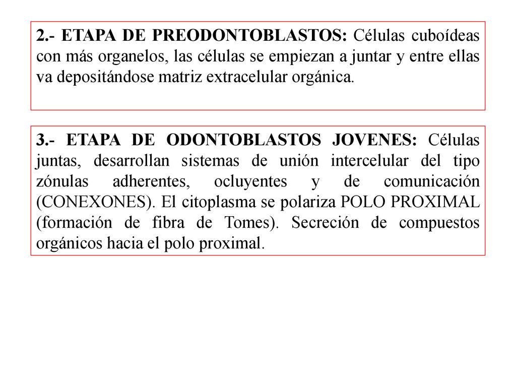 2.- ETAPA DE PREODONTOBLASTOS: Células cuboídeas con más organelos, las células se empiezan a juntar y entre ellas va depositándose matriz extracelular orgánica.