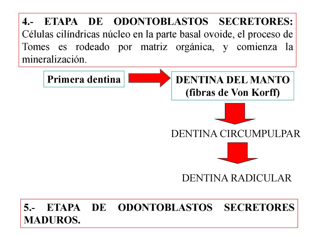 4.- ETAPA DE ODONTOBLASTOS SECRETORES: Células cilíndricas núcleo en la parte basal ovoide, el proceso de Tomes es rodeado por matriz orgánica, y comienza la mineralización.
