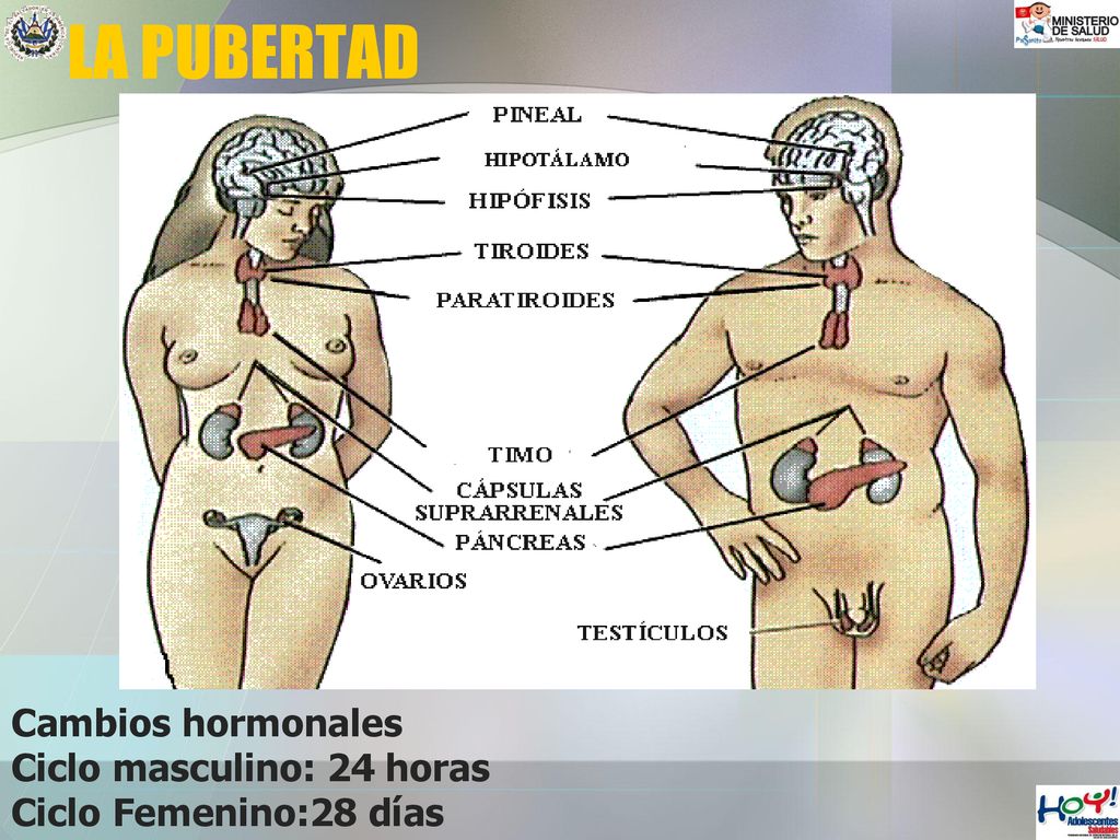 LA PUBERTAD Cambios hormonales Ciclo masculino: 24 horas
