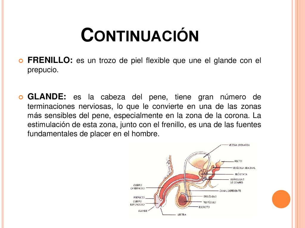 Continuación FRENILLO: es un trozo de piel flexible que une el glande con el prepucio.