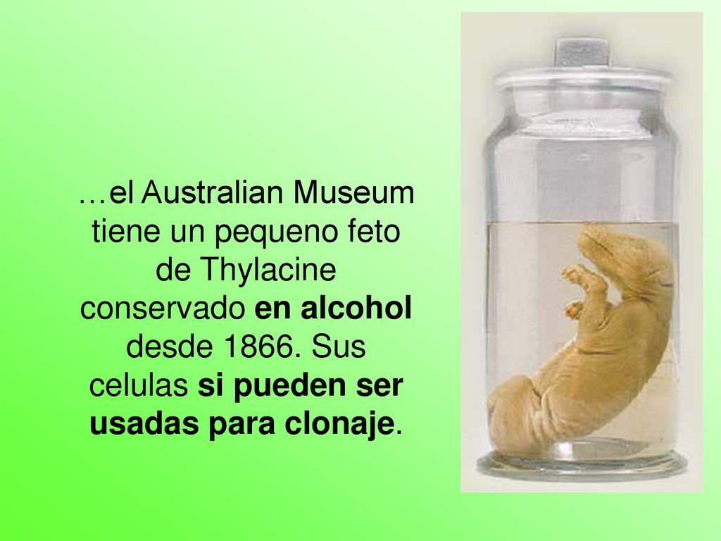 …el Australian Museum tiene un pequeno feto de Thylacine conservado en alcohol desde 1866.