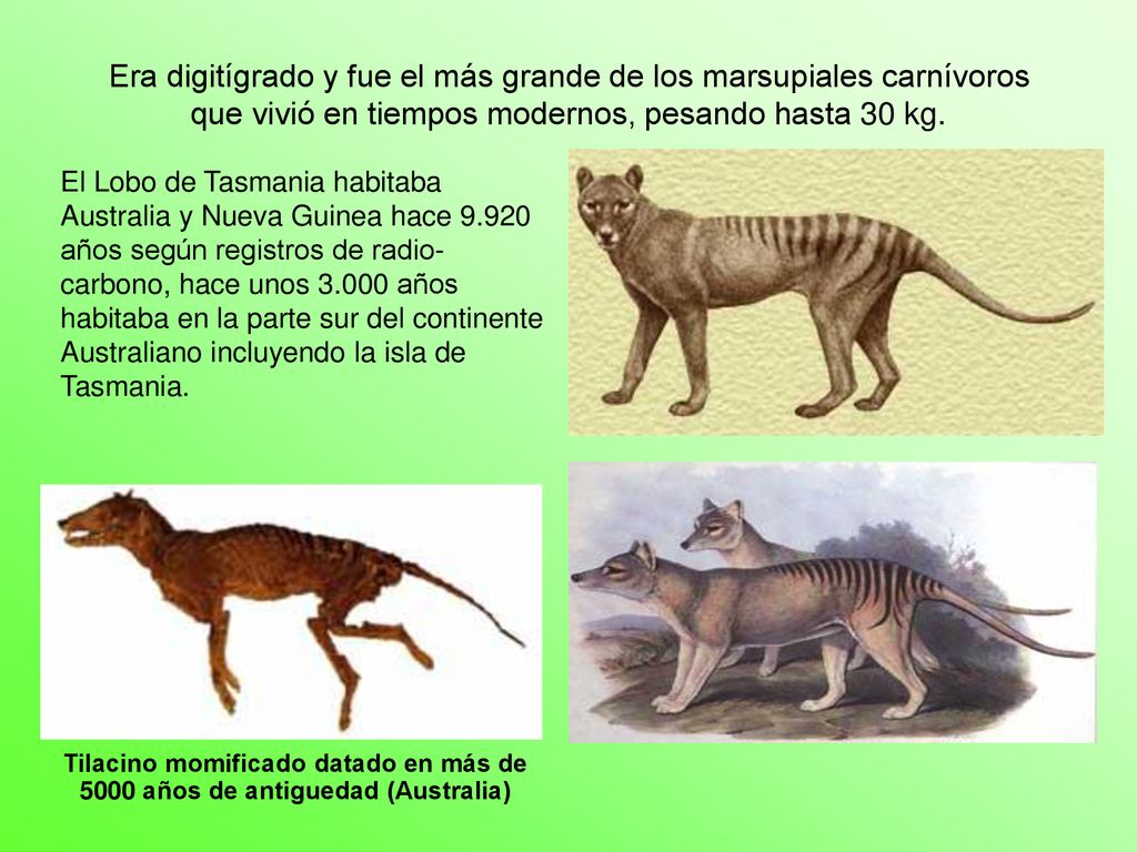 El Lobo de Tasmania habitaba Australia y Nueva Guinea hace 9