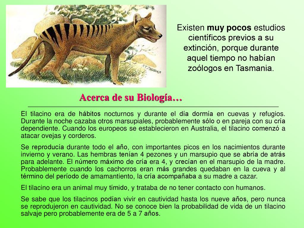 Existen muy pocos estudios científicos previos a su extinción, porque durante aquel tiempo no habían zoólogos en Tasmania.
