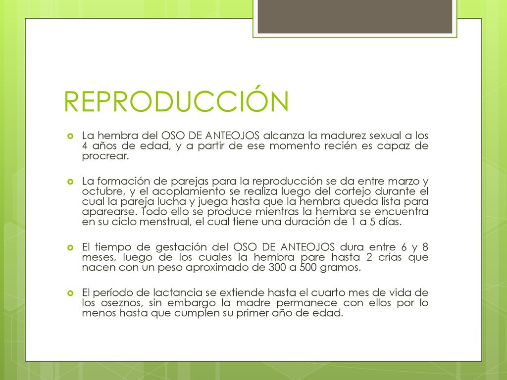 REPRODUCCIÓN La hembra del OSO DE ANTEOJOS alcanza la madurez sexual a los 4 años de edad, y a partir de ese momento recién es capaz de procrear.