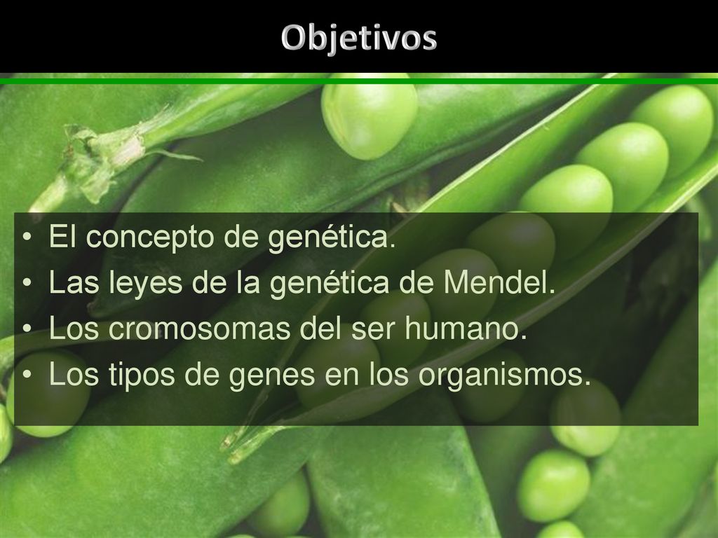 Objetivos El concepto de genética. Las leyes de la genética de Mendel.