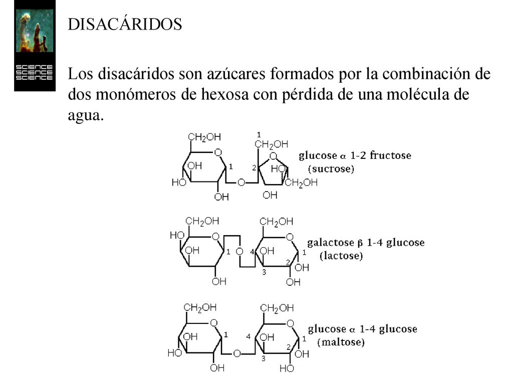 DISACÁRIDOS Los disacáridos son azúcares formados por la combinación de dos monómeros de hexosa con pérdida de una molécula de agua.
