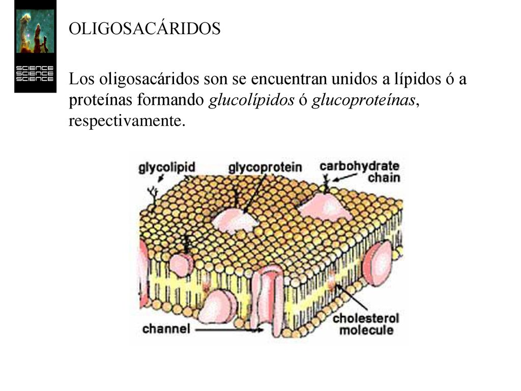 OLIGOSACÁRIDOS Los oligosacáridos son se encuentran unidos a lípidos ó a proteínas formando glucolípidos ó glucoproteínas, respectivamente.