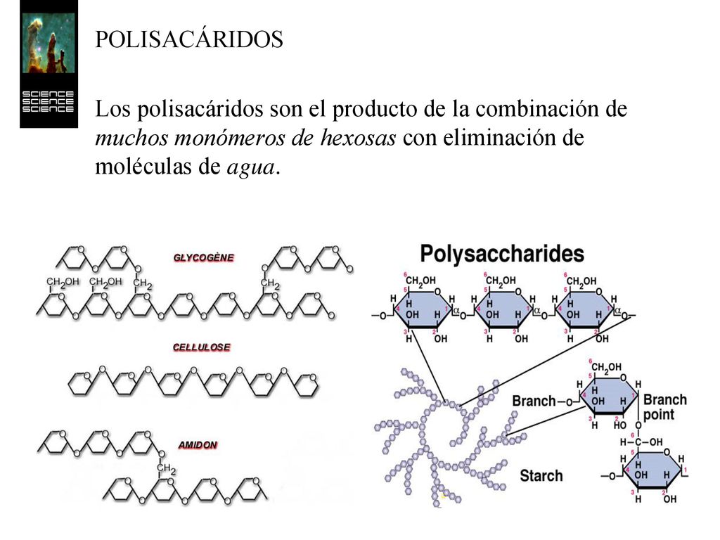POLISACÁRIDOS Los polisacáridos son el producto de la combinación de muchos monómeros de hexosas con eliminación de moléculas de agua.