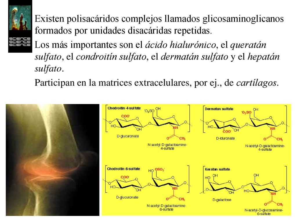 Existen polisacáridos complejos llamados glicosaminoglicanos formados por unidades disacáridas repetidas.