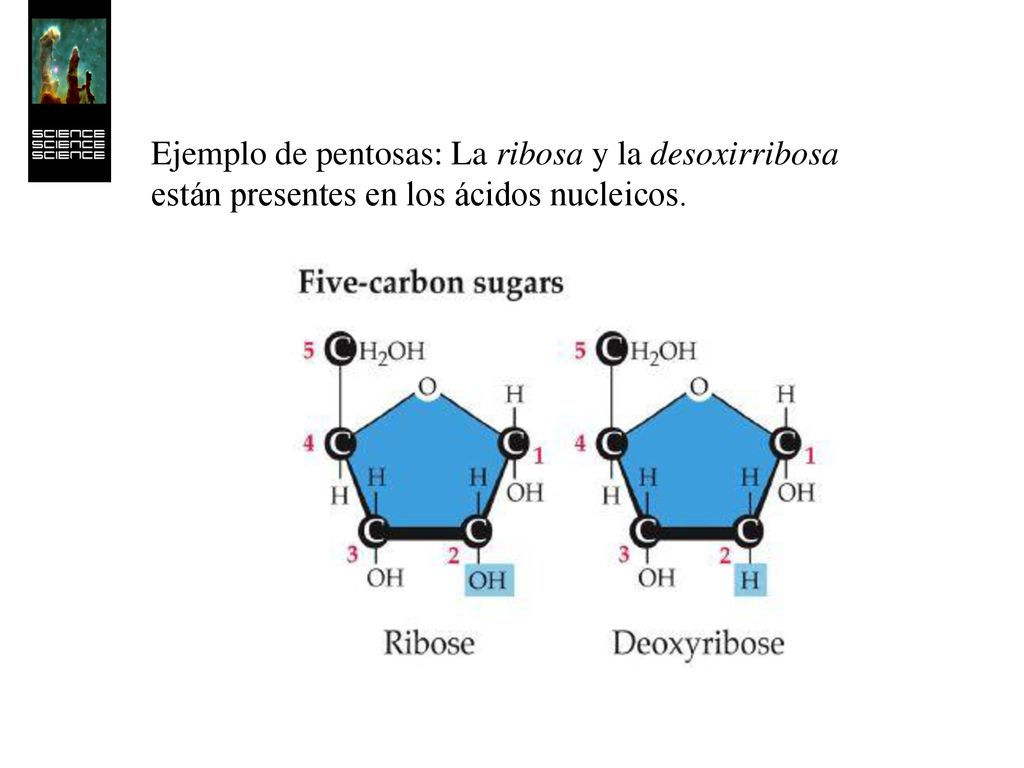 Ejemplo de pentosas: La ribosa y la desoxirribosa están presentes en los ácidos nucleicos.